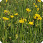 Rough Hawkbit (Leontodon hispidus) low-growing plant with rosette green leaves and upright hairy stems bearing yellow flowers.