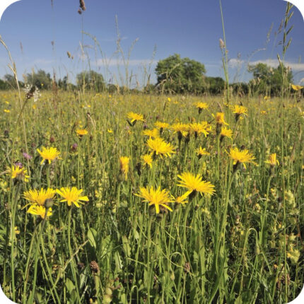 Rough Hawkbit (Leontodon hispidus) growing in sunny meadows and grassy pastures among other native wildflowers.