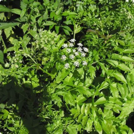 Lesser Water Parsnip (Berula erecta) growing in shallow streams and pond edges among reeds and other native wetland plants.