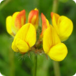 Greater Bird's-Foot Trefoil (Lotus pedunculatus) close-up of bright yellow pea like flowers on slender green stems in bloom.