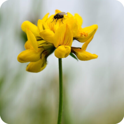 Greater Bird's-Foot Trefoil (Lotus pedunculatus) slim stemmed green stem and clusters of yellow pea-shaped flowers.