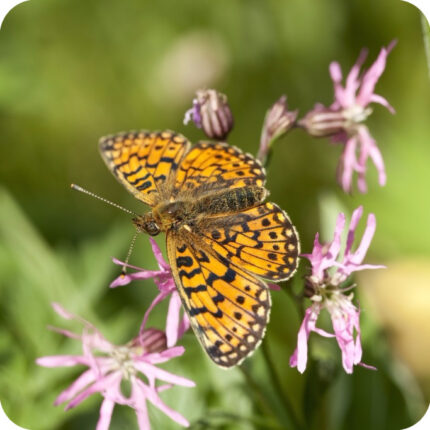Ragged Robin (Silene flos-cuculi) close-up of bright pink deeply cut petals on slender stems with a butterfly resting on them.