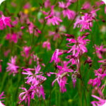 Ragged Robin (Silene flos-cuculi) delicate wetland plant with narrow green leaves and clusters of bright pink flowers.