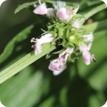 Gypsywort (Lycopus europaeus) close-up of small pale purple flowers clustered along square green stems in wet habitats.