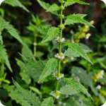 Gypsywort (Lycopus europaeus) upright wetland plant with lance-shaped green leaves and clusters of small pale purple flowers.