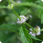 Gypsywort (Lycopus europaeus) close-up of small pale purple flowers clustered along square green stems with brown stamen.