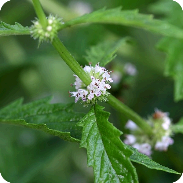 Lycopus_europaeus_Plant Gypsywort (Lycopus europaeus) close-up of small pale purple flowers clustered along square green stems with brown stamen.