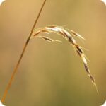 Wood Melick (Melica uniflora) close-up of slender greenish-brown flower spikes with delicate bracts in spring.