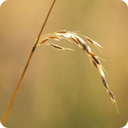 Wood Melick (Melica uniflora) close-up of slender greenish-brown flower spikes with delicate bracts in spring.