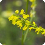 Ribbed Melilot (Melilotus officinalis) close-up of pale yellow pea-like flowers clustered on tall upright stems.