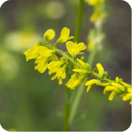 Ribbed Melilot (Melilotus officinalis) close-up of pale yellow pea-like flowers clustered on tall upright stems.
