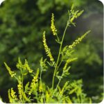 Ribbed Melilot (Melilotus officinalis) upright legume with compound green leaves and dense spikes of yellow flowers.