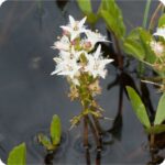 Bog Bean Menyanthes trifoliata wetland plant with three part green leaves and clusters of white fringed flowers.