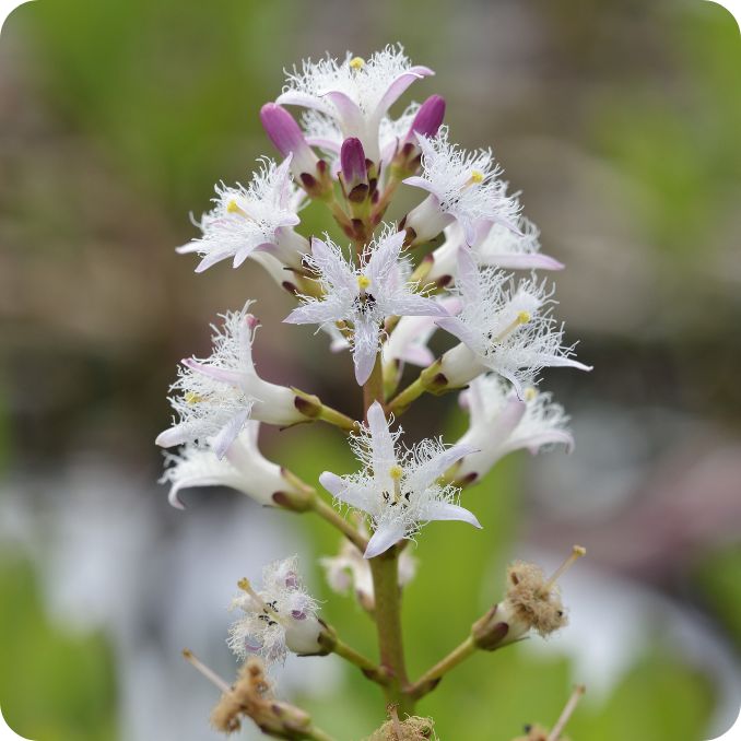 Menyanthes_trifoliata_flower Bog Bean (Menyathes trifoliata) plug plants - Image 1