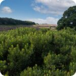 Bog Myrtle (Myrica gale) growing in a wet heathland with mosses and sedges near open water under spring sunlight.