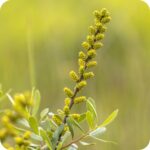 Bog Myrtle (Myrica gale) bushy shrub with narrow green leaves and clusters of brown catkins on woody stems.
