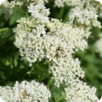 Sweet Cicely (Myrrhis odorata) close-up of delicate white umbel flowers with finely divided green leaves in bloom.
