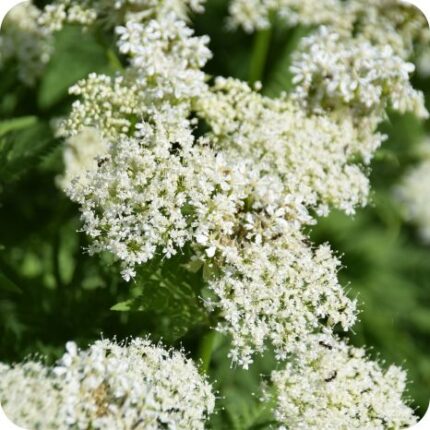 Sweet Cicely (Myrrhis odorata) close-up of delicate white umbel flowers with finely divided green leaves in bloom.