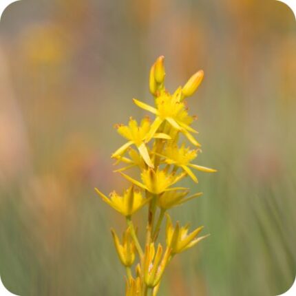Bog Asphodel (Narthecium ossifragum) close-up of bright yellow star-shaped flowers with orange stamens in summer.