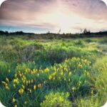 Bog Asphodel (Narthecium ossifragum) growing in wet acidic moorland among mosses and sedges under summer light.