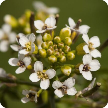 Watercress (Nasturtium officinale) semi-aquatic plant with glossy green leaves and clusters of small white flowers.