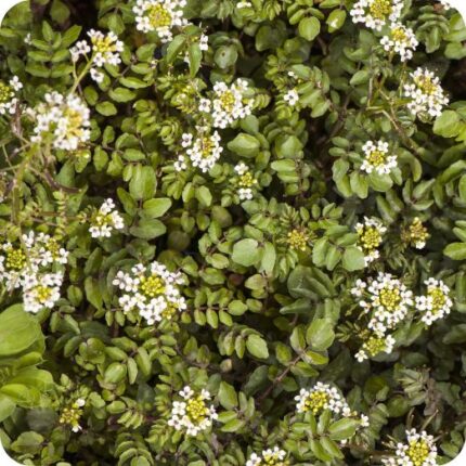 Watercress (Nasturtium officinale) growing in shallow flowing streams among mosses and other freshwater plants.