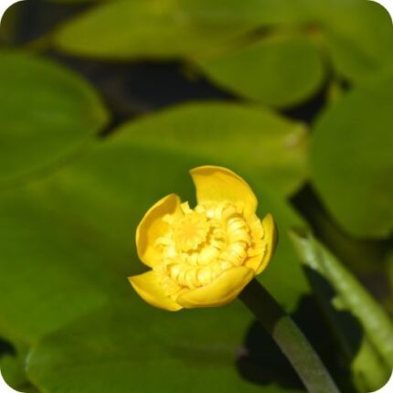 Yellow Water Lily (Nuphar lutea) close-up of bright yellow cup-shaped flower floating on green lily pads.