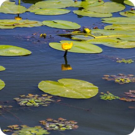 Yellow Water Lily (Nuphar lutea) growing in a calm pond among lily pads and submerged aquatic vegetation.