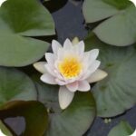 White Water Lily (Nymphaea alba) close-up of pure white petals with a yellow centre floating on green lily pads.