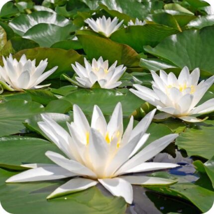 White Water Lily (Nymphaea alba) aquatic plant with large round floating leaves and elegant white flowers.