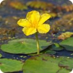Fringed Water Lily Nymphoides peltata close-up of bright yellow fringed petals above floating green leaves.