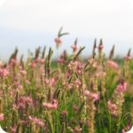 Sainfoin (Onobrychis) growing in sunny meadows and grasslands among native wildflowers and pollinator friendly plants.