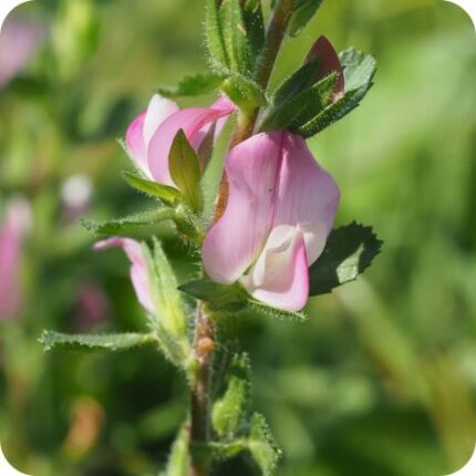 Spiny Restharrow (Ononis spinosa) close-up of pink pea-like flowers with spiny stems and green leaves in summer bloom.