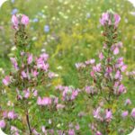 Spiny Restharrow (Ononis spinosa) growing on dry grasslands and calcareous soils among grasses and other wildflowers.