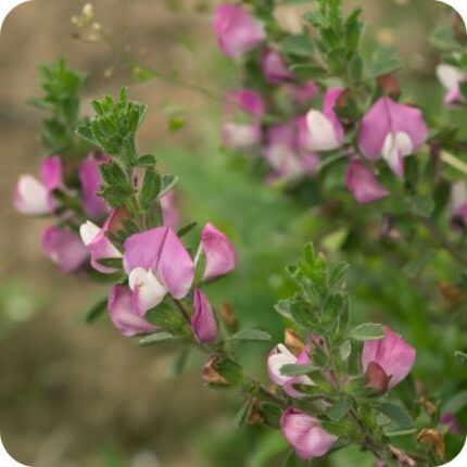 Spiny Restharrow (Ononis spinosa) low-growing spiny shrub with green leaves and clusters of pink pea-shaped flowers.