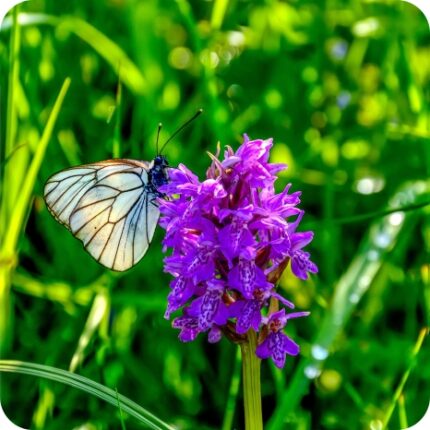 Northern Marsh Orchid (Dactylorhiza purpurella) upright plant with dense purple flowers with a white butterfly collecting nectar.