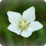 Grass-of-Parnassus (Parnassia palustris) close-up of white veined star-shaped flowers with yellow stamens in bloom.