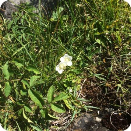 Grass-of-Parnassus (Parnassia palustris) growing in damp meadows and among mosses, sedges, and native wildflowers.