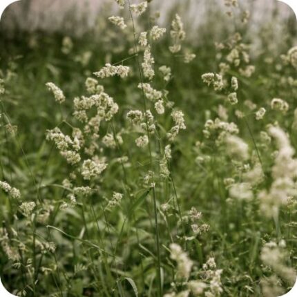 Reed Canary Grass (Phalaris arundinacea) tall grass with long green leaves and dense upright flowering spikes in wetlands.
