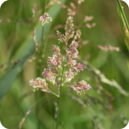 Reed Canary Grass (Phalaris arundinacea) close-up of greenish flower spikes with fine bracts on tall upright stems.