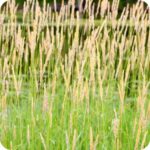 Reed Canary Grass (Phalaris arundinacea) growing along pond edges and damp meadows among native wetland plants.