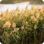 Common Reed (Phragmites australis) growing in reedbeds and marshes forming tall dense stands beside lakes and rivers.