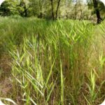 Common Reed (Phragmites australis) tall wetland grass with upright green stems.