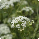 Burnet Saxifrage (Pimpinella saxifraga) growing in grassy meadows with other native wildflowers in full summer bloom.
