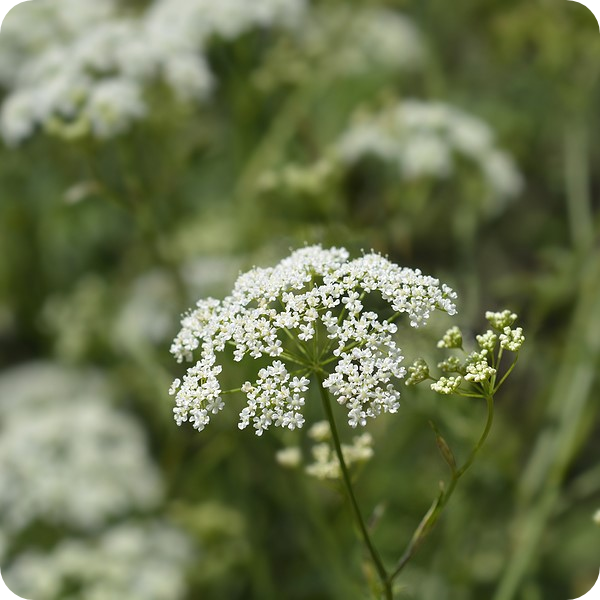 Burnet Saxifrage (Pimpinella saxifraga) growing in grassy meadows with other native wildflowers in full summer bloom.