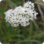 Burnet Saxifrage (Pimpinella saxifraga) upright plant with feathery green leaves and clusters of small white flowers.
