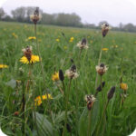 Ribwort Plantain (Plantago lanceolata) growing in grassy meadows and roadside verges among native wildflowers.