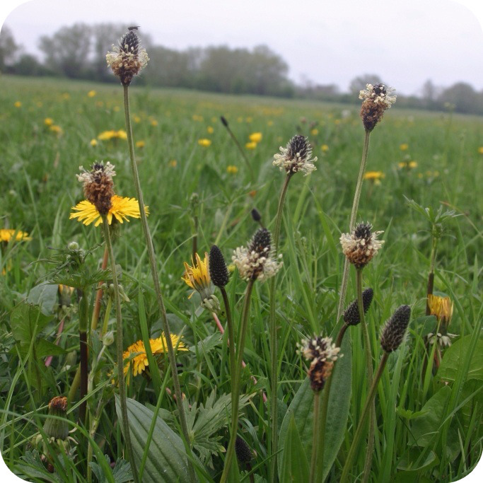 Ribwort Plantain (Plantago lanceolata) growing in grassy meadows and roadside verges among native wildflowers.