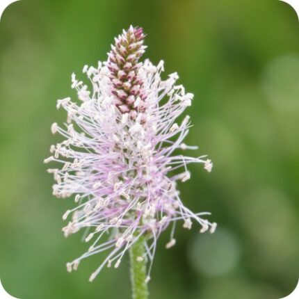 Hoary Plantain (Plantago media) close-up of pinkish white flower spikes with delicate stamens on short hairy stems.