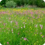 Hoary Plantain (Plantago media) close-up of pinkish white flower spikes with delicate stamens on short hairy stems.